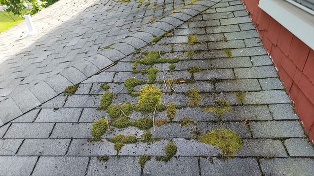 Moss on the roof