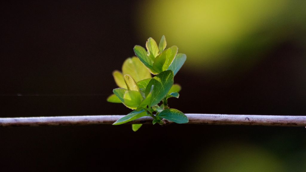 A green sprig of a plant to signify the importance of going green.